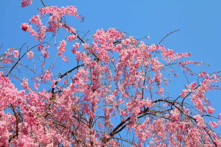 A weeping cherry tree in bloom in Ueno Park