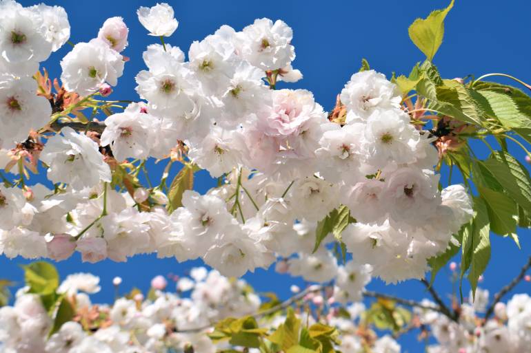 Shogetsu, a variety of late-blooming cherry blossoms