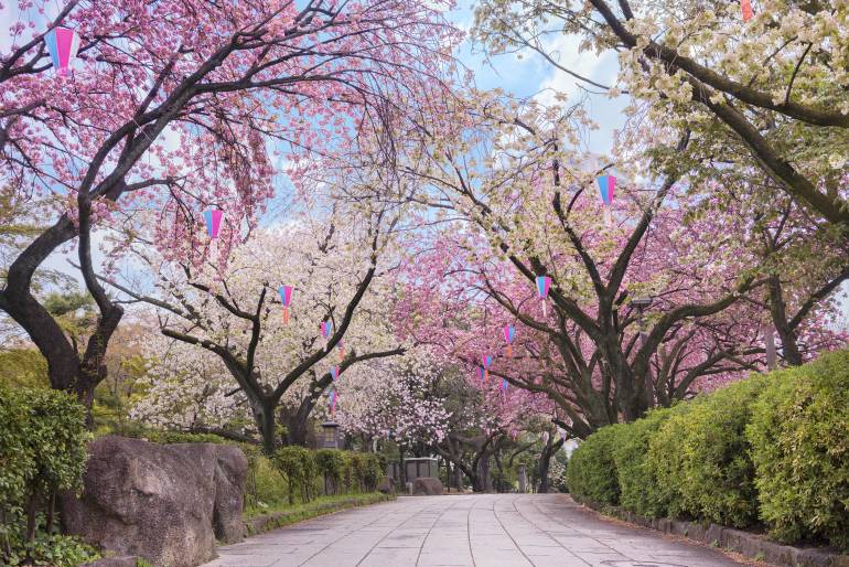 Different kinds of cherry blossoms in bloom at Asukuyama Park